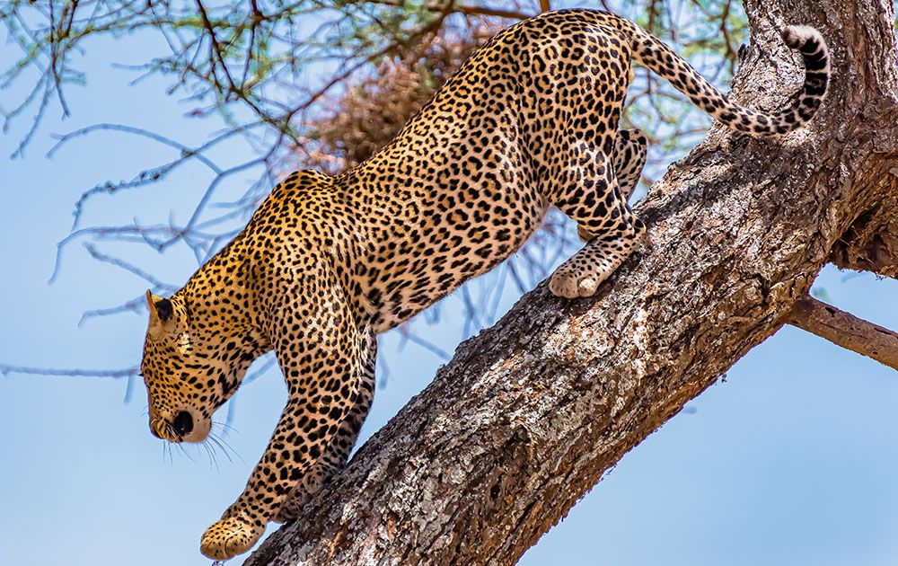 African leopard climbing a tree