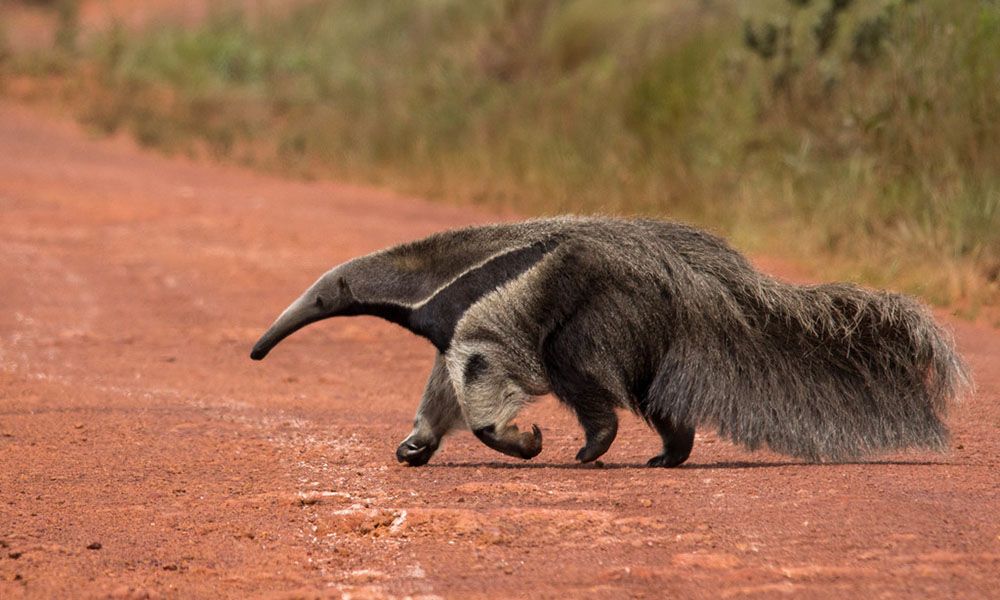 Anteater