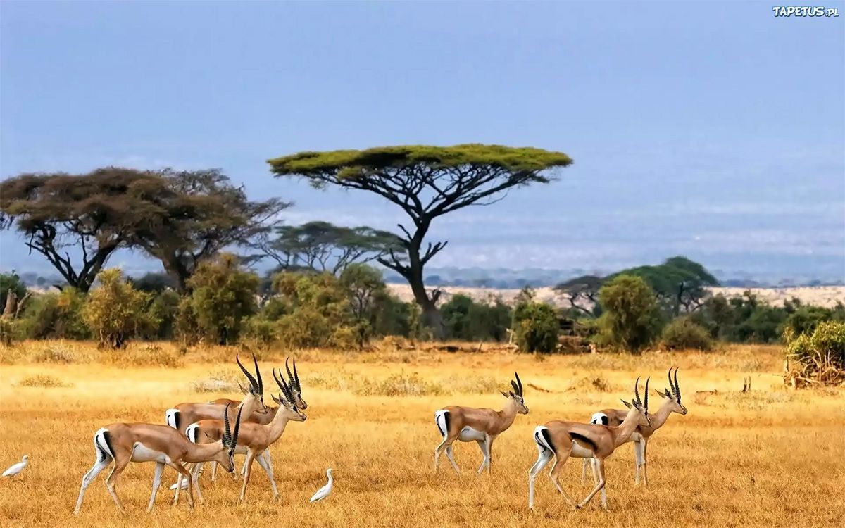 Antelopes in the savannah
