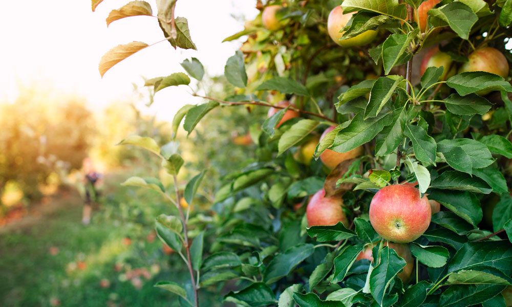 Apple orchard