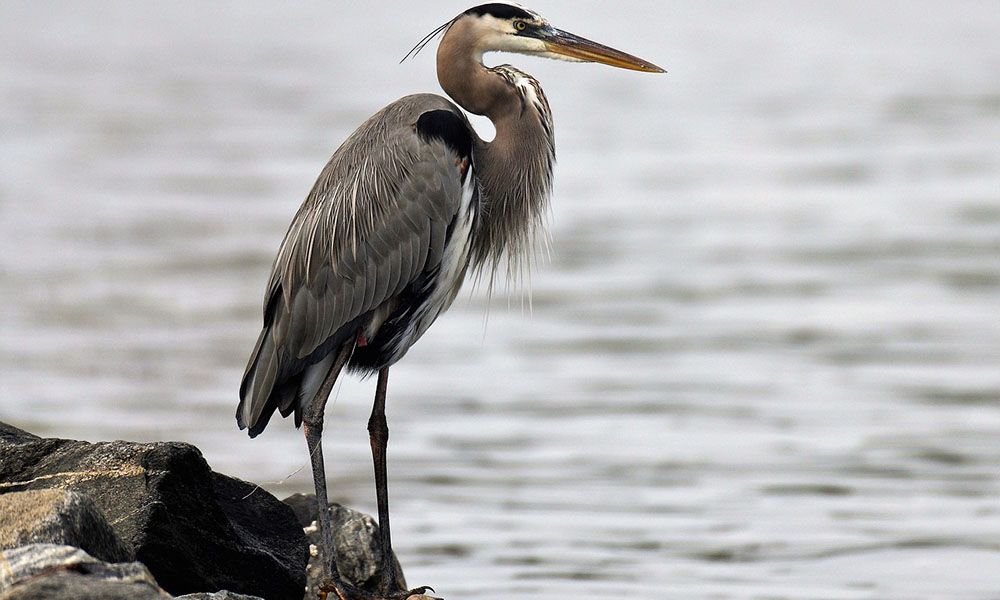 Ardea herodias