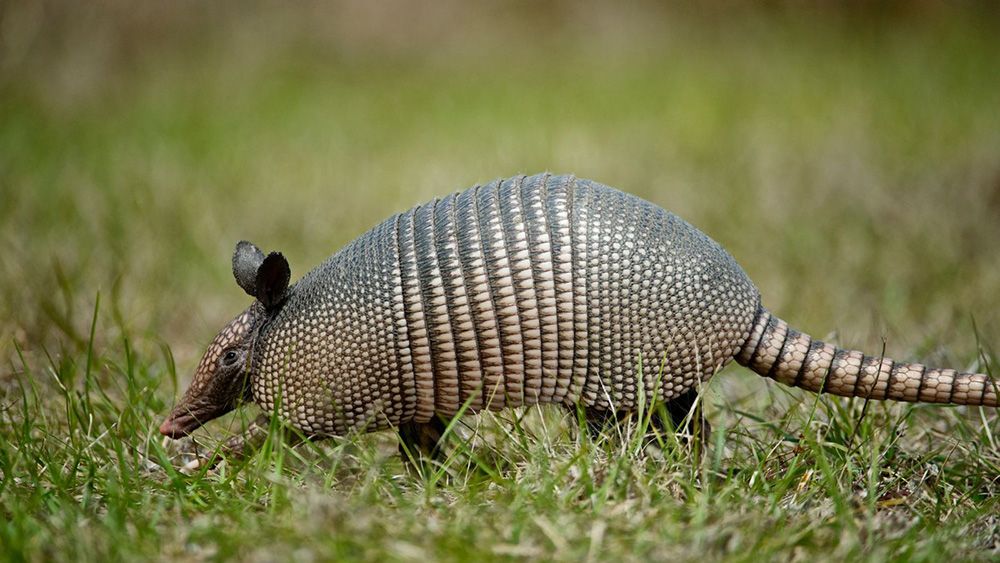 Armadillo