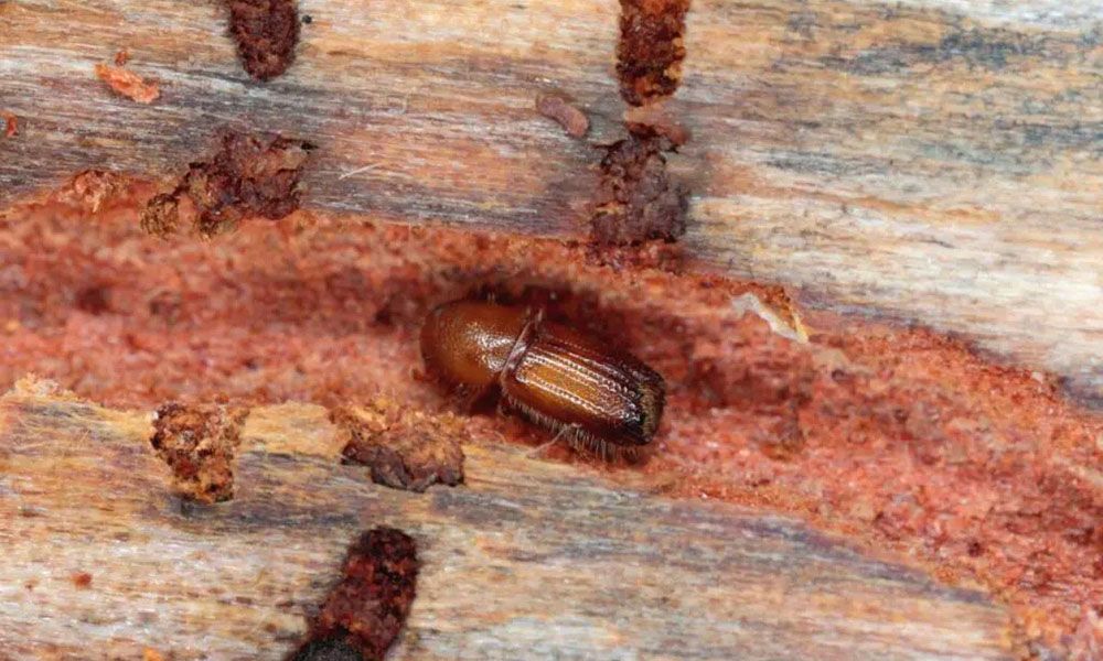 Bark beetle