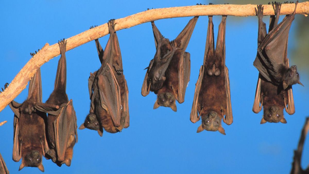 Bats hanging from a branch