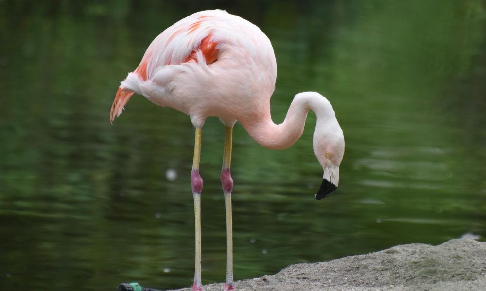 Beautiful pink chilian flamingo sipping water