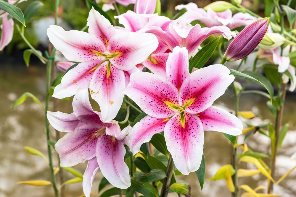 Beautiful pink lilies in the garden
