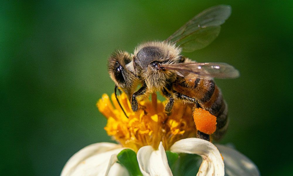 Bee on camomile flower