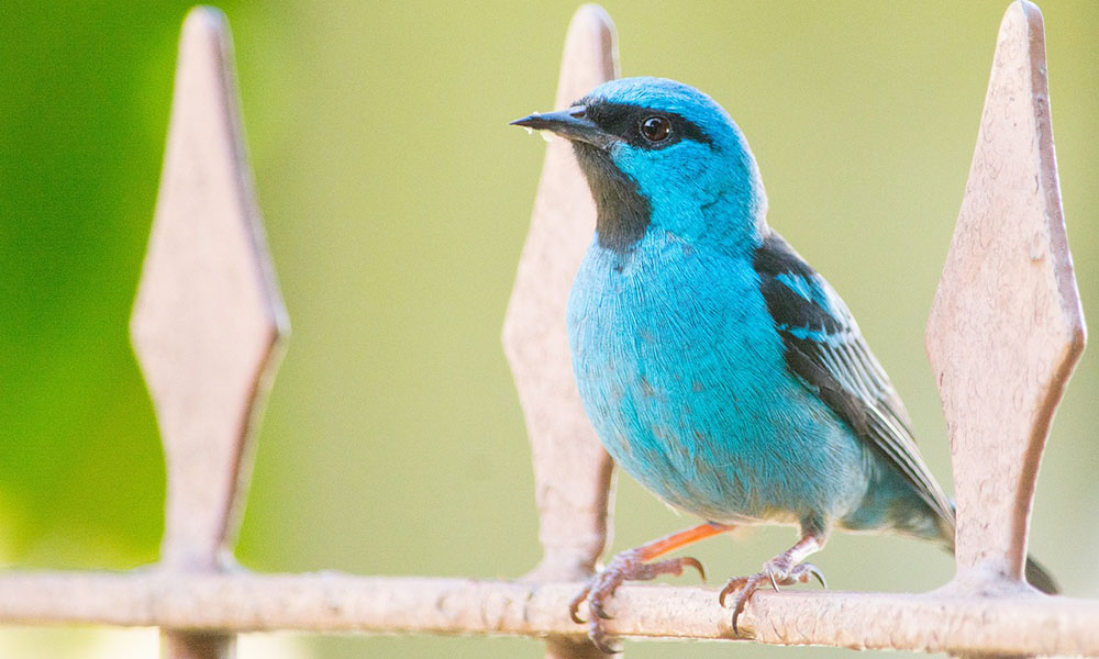 Blue bird sitting on the fence