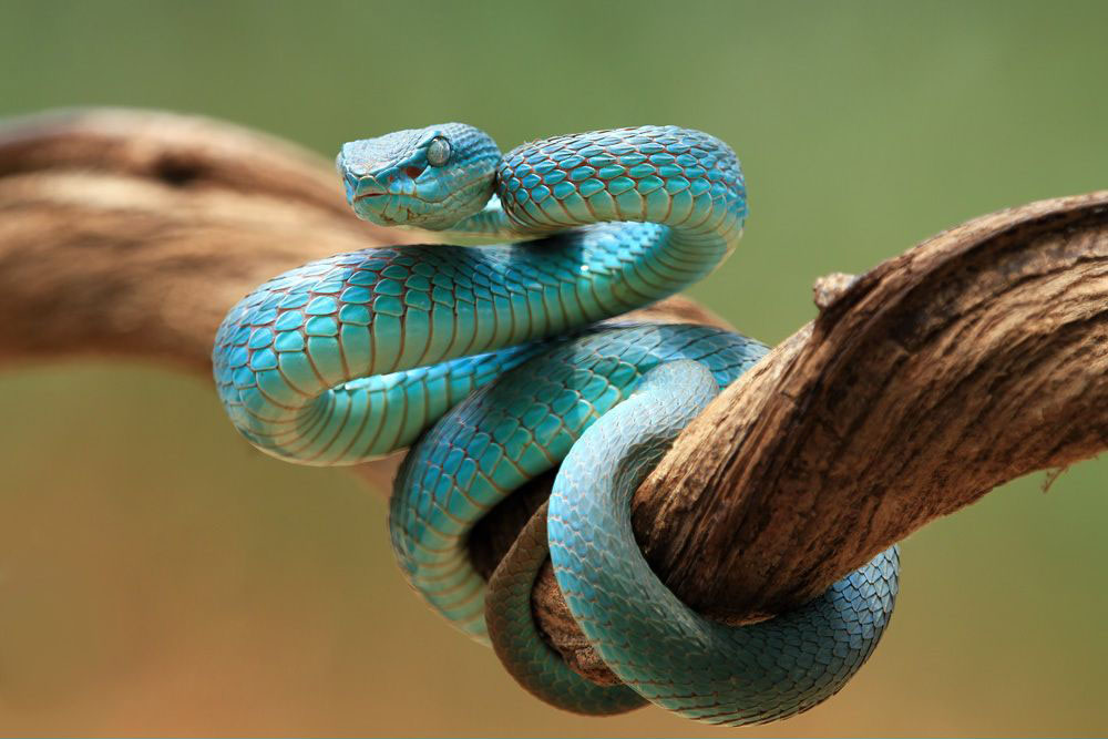 Blue viper snake closeup face head of viper snake blue insularis