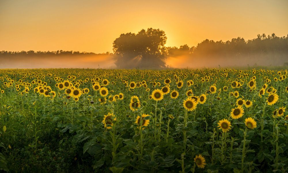 Breathtaking view of a field full of sunflowers and trees