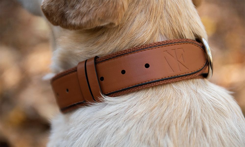 Brown collar around the dogs neck