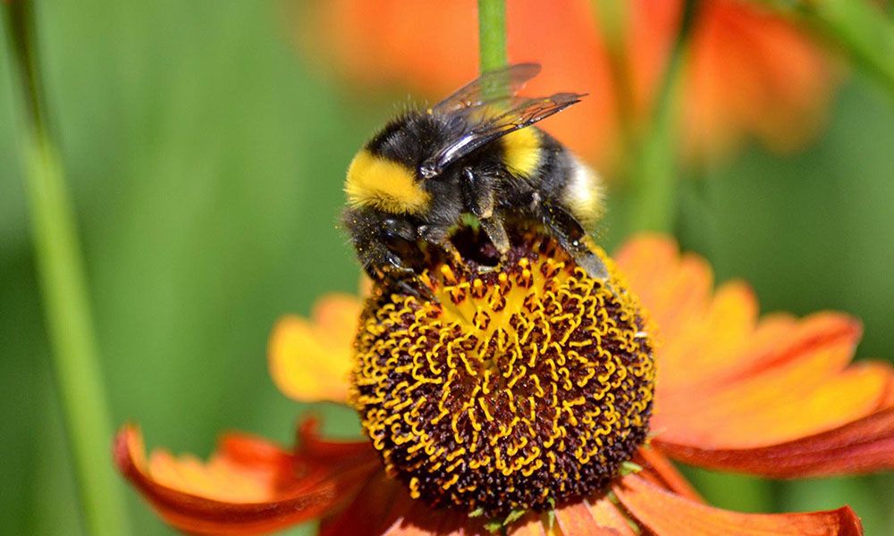 Bumblebee on an orange flower