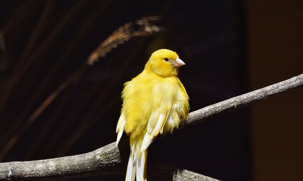 Canary sitting on a branch