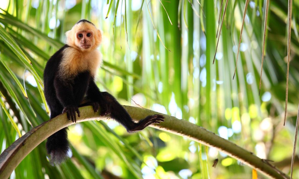 Capuchin monkey sitting on a palm branch
