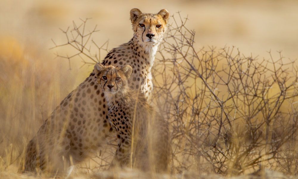 Cheetahs among the plants in the savannah