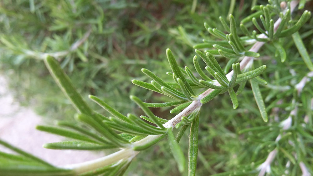 Close up of a growing sprig of rosemary