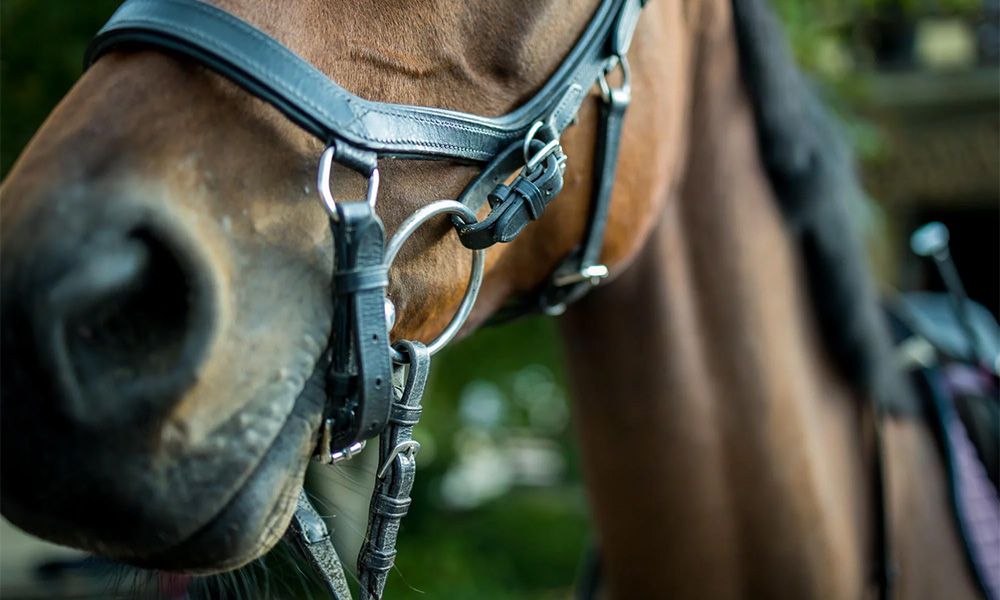 Close up of a horse with a bit