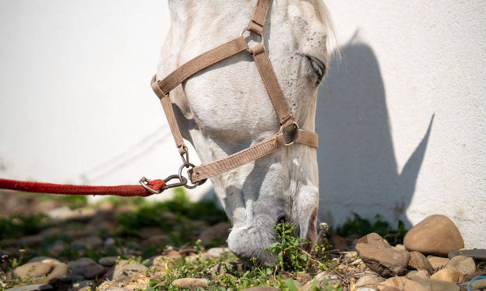 Close up of a horse with a bridle next to a white wall