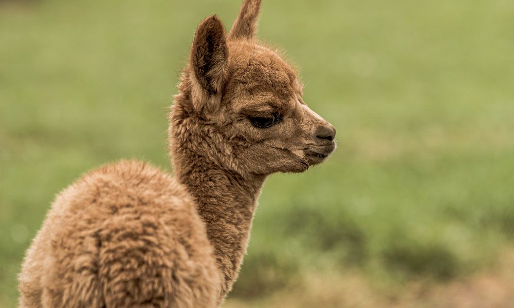 Close up of a little brown alpaca