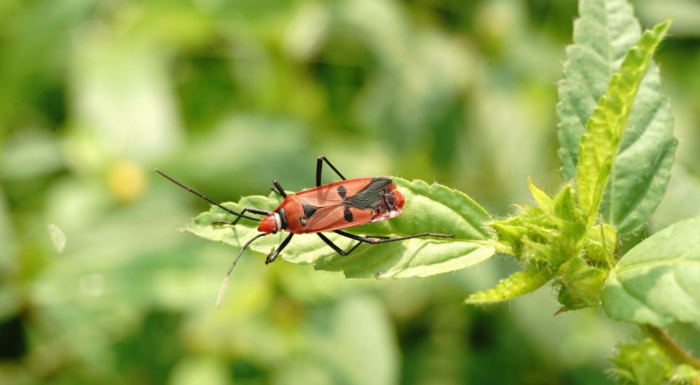 Close up of a red insect sitting on a leaf in a blurred environment