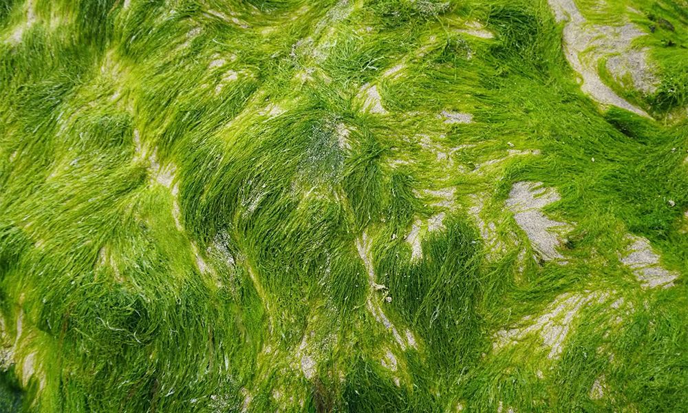 Close up of blurred algae on the beach