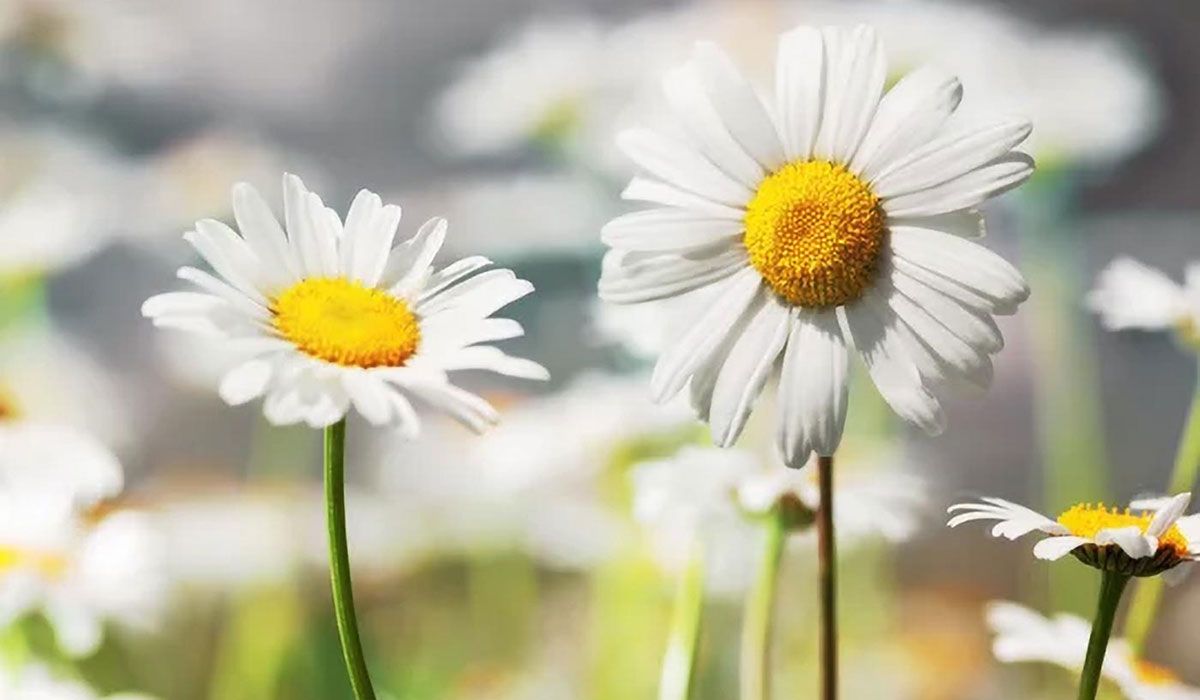 Close up of daisies