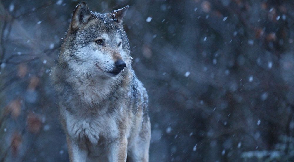 Close up of the eurasian wolf standing in the forest during snowfall