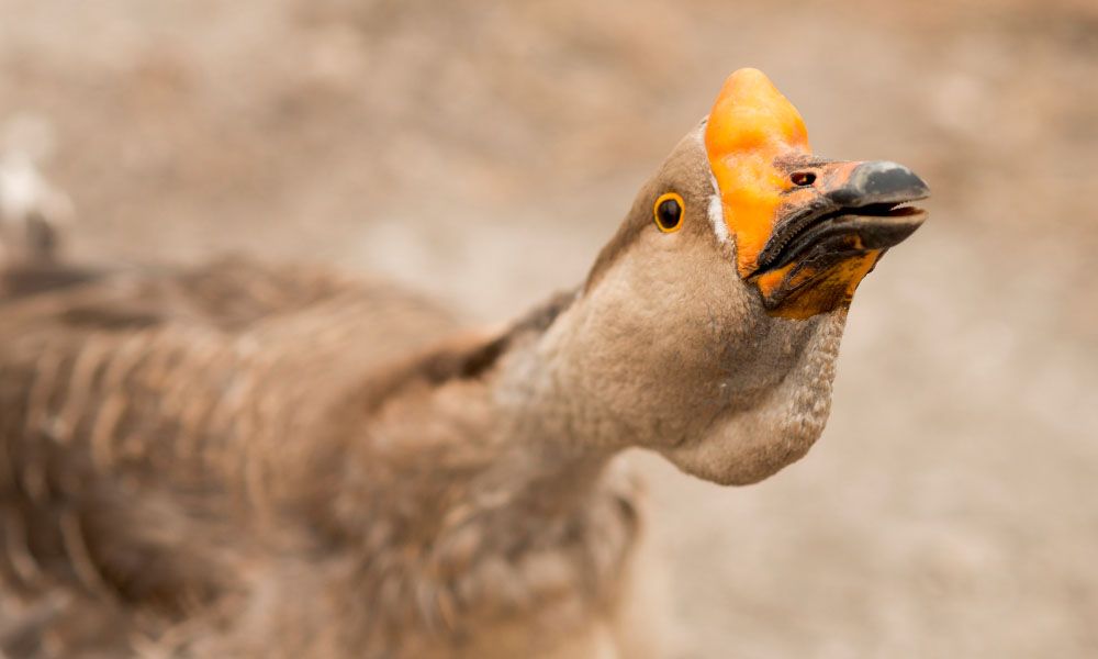 Close up on a light brown goose