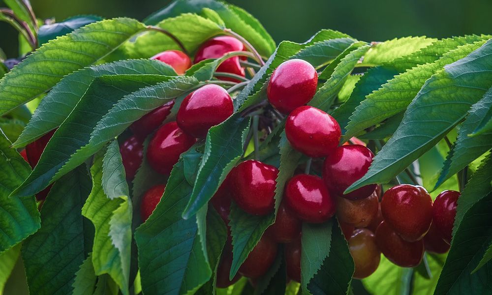 Close up on cherries growing on a tree