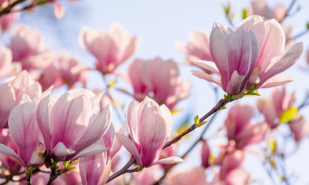 Close up on magnolia flowers