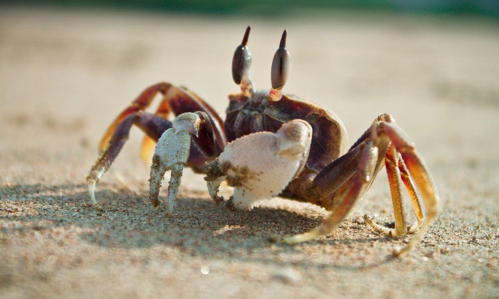 Crab fiddler on the beach