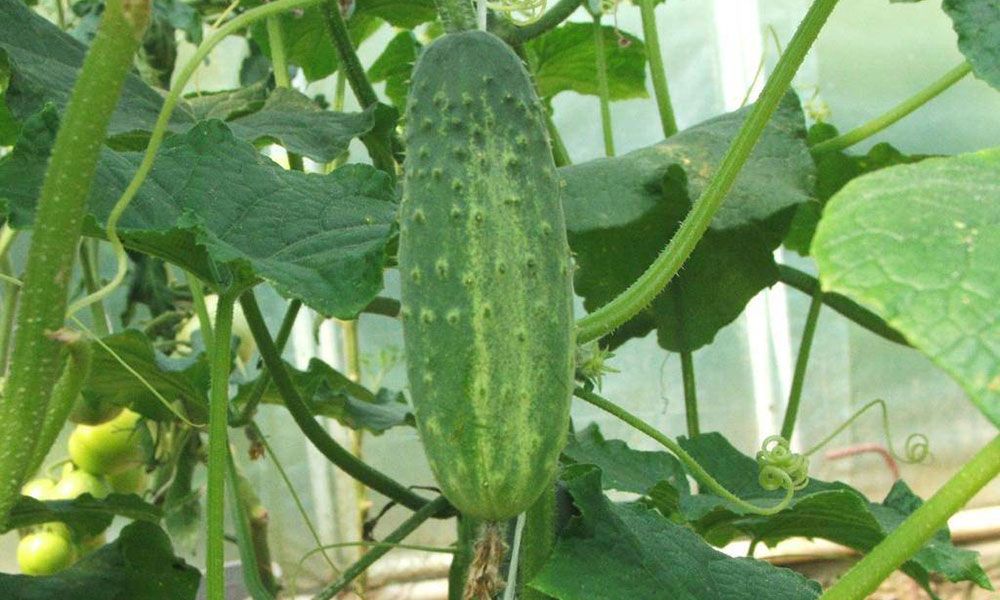 Cucumber growing on a bush