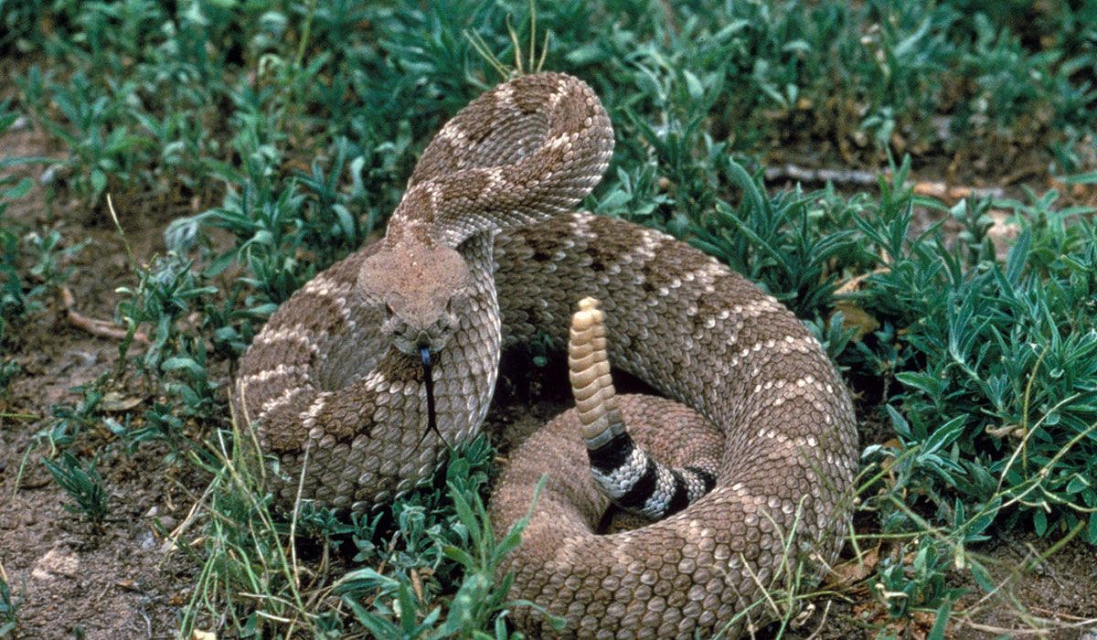 Curled up rattlesnake sitting in the grass