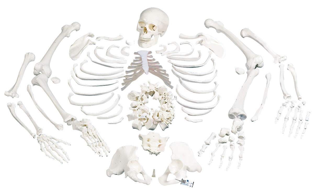 Decomposed human skeleton