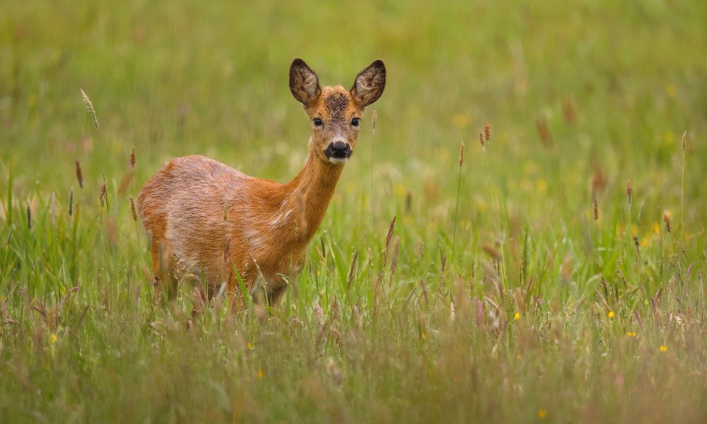 Deer standing in the meadow