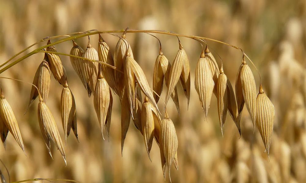 Ears of oats on the field background