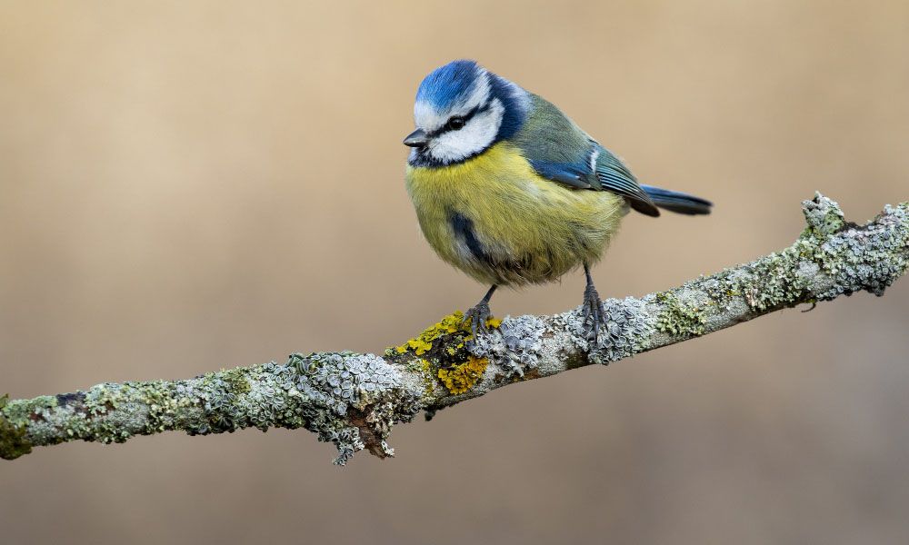 Eurasian blue tit standing branch sunlight