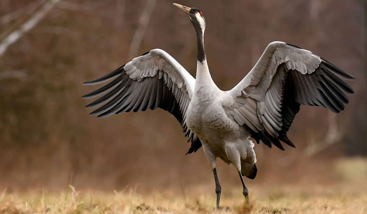 Eurasian crane standing on the ground with spread wings