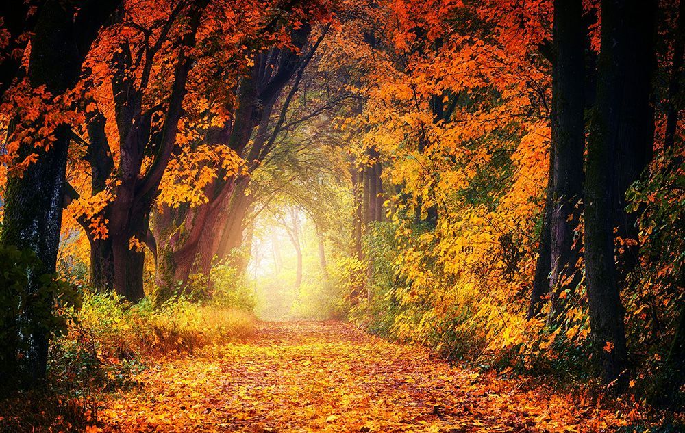 Fall avenue path leaves tree