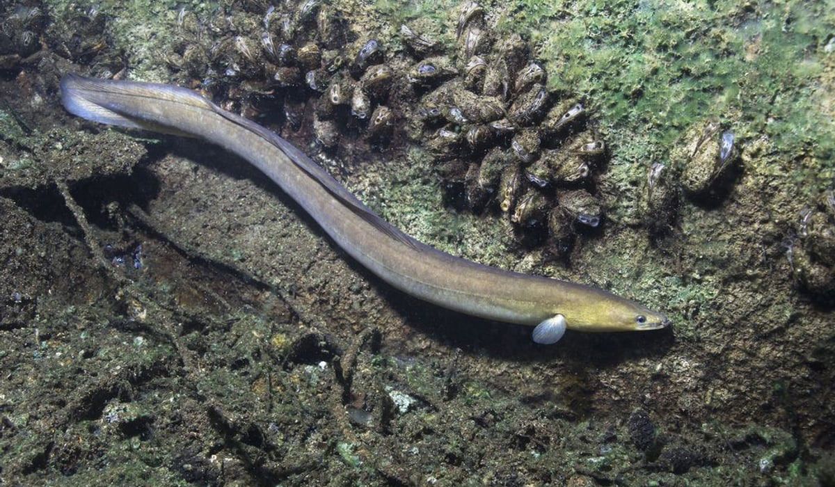 Flowing eel