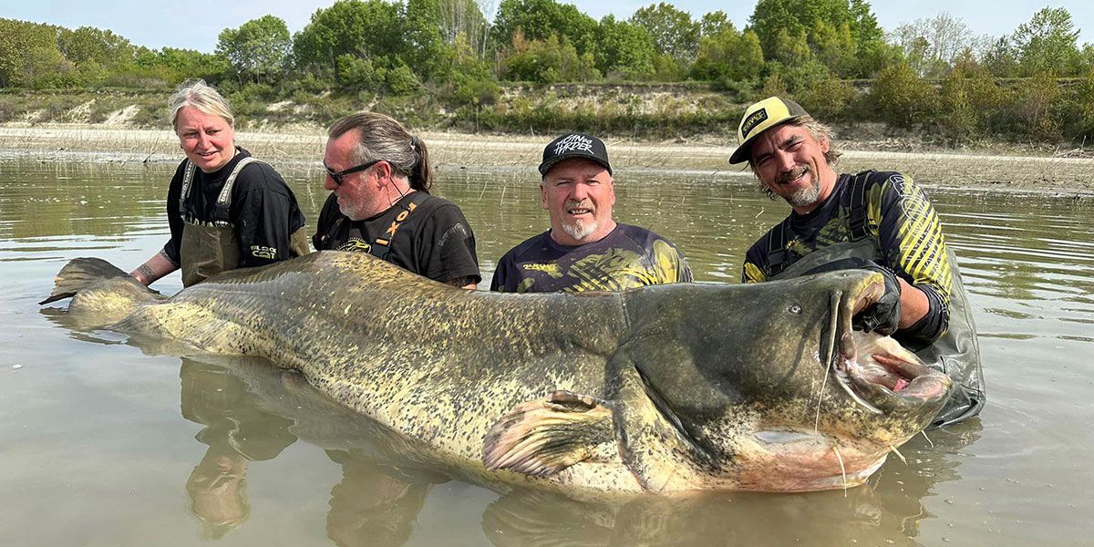 Four anglers posing with a huge catfish
