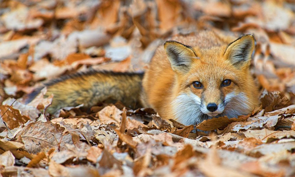 Fox lying on the ground among fall leaves of autumn