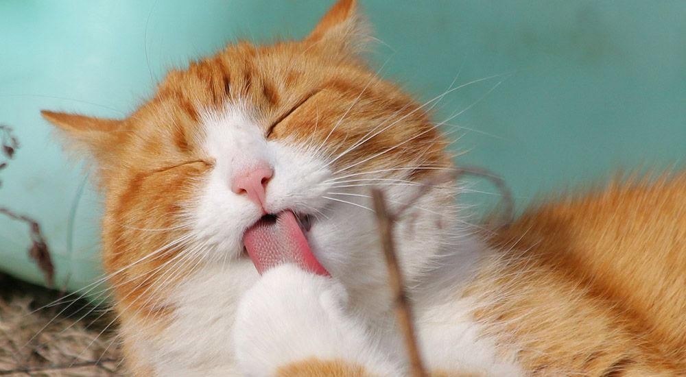 Ginger cat licking paw