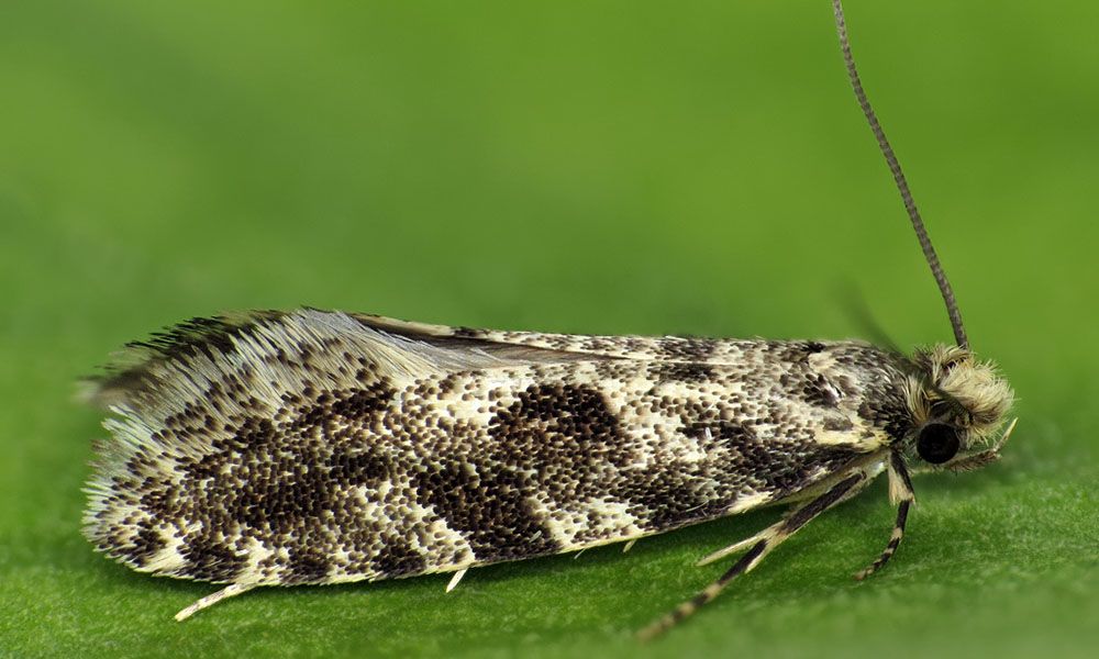 Granella moth