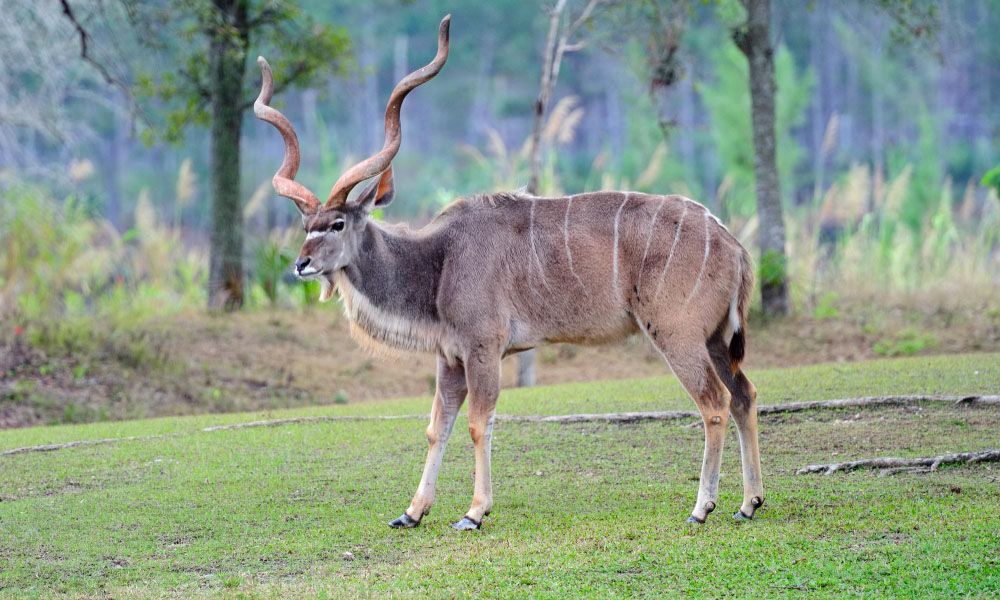 Great eland