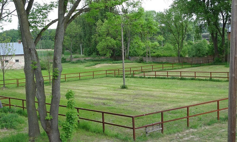 Green grass paddock under a clear sky