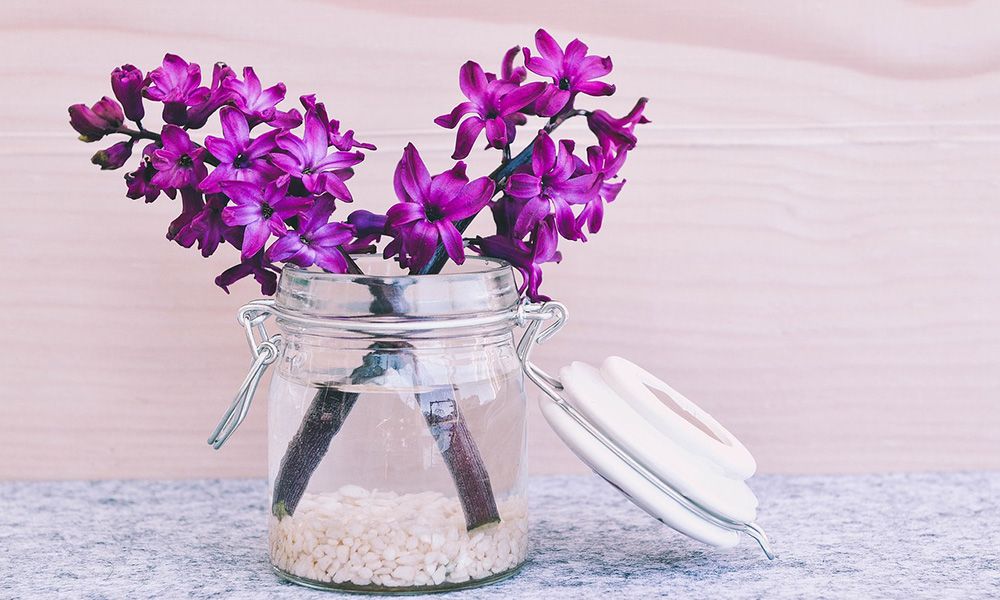 Hyacinths in a jar