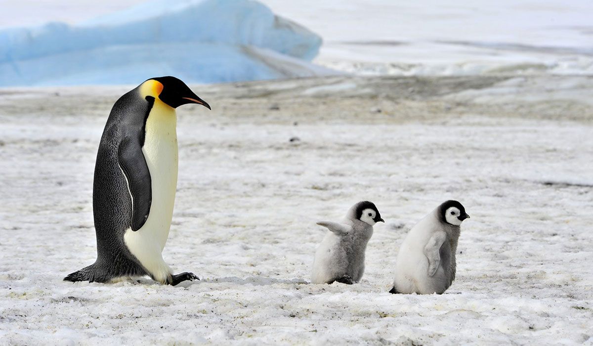 King penguin with cubs