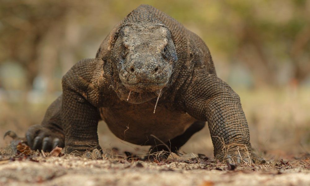 Komodo dragon