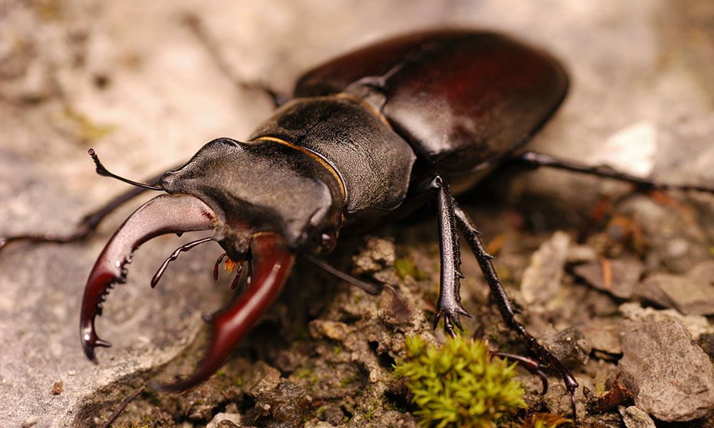 Lucanus cervus